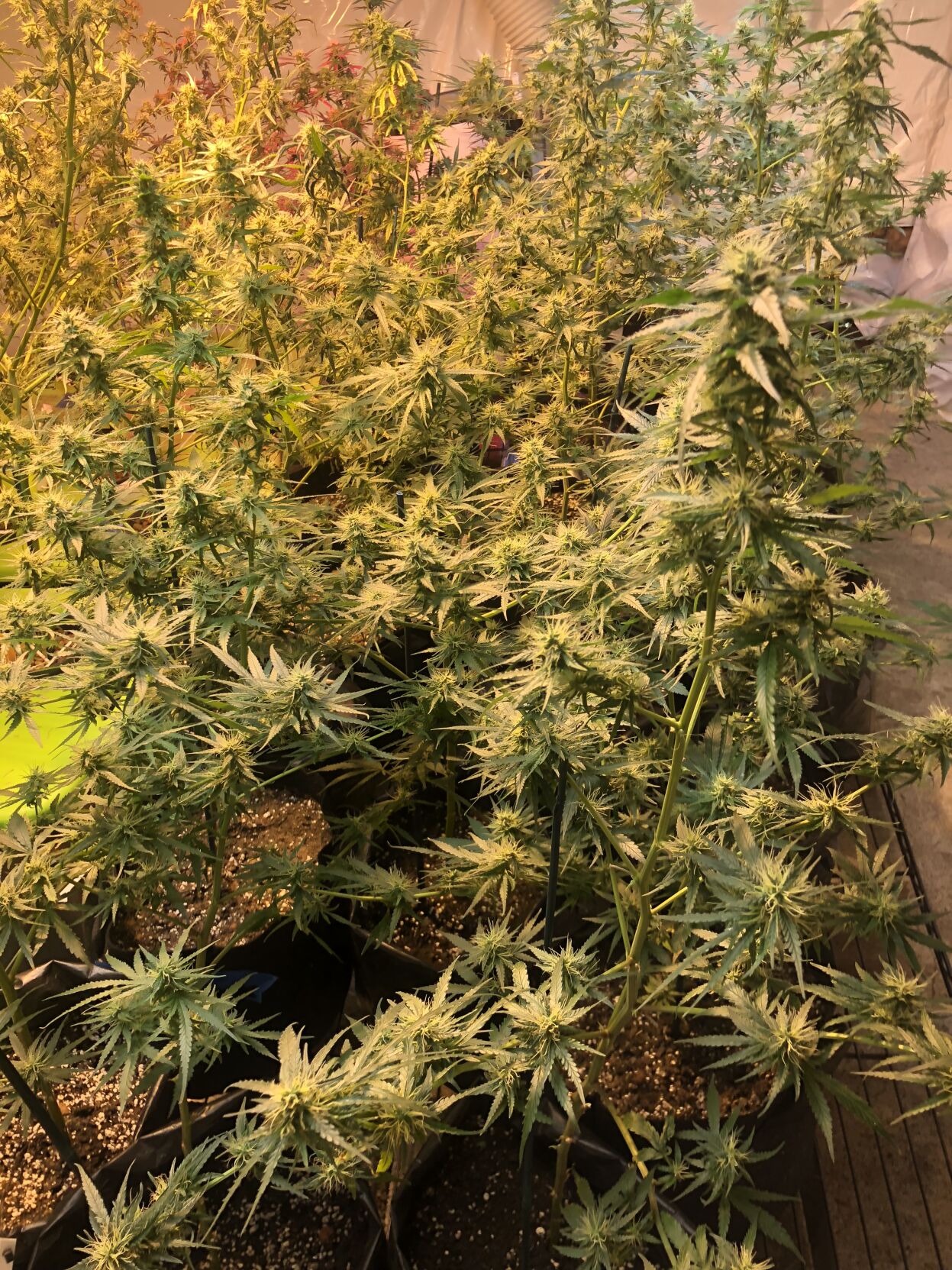 Hemp acres 5.jpg